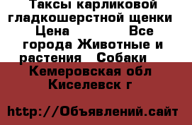Таксы карликовой гладкошерстной щенки › Цена ­ 20 000 - Все города Животные и растения » Собаки   . Кемеровская обл.,Киселевск г.